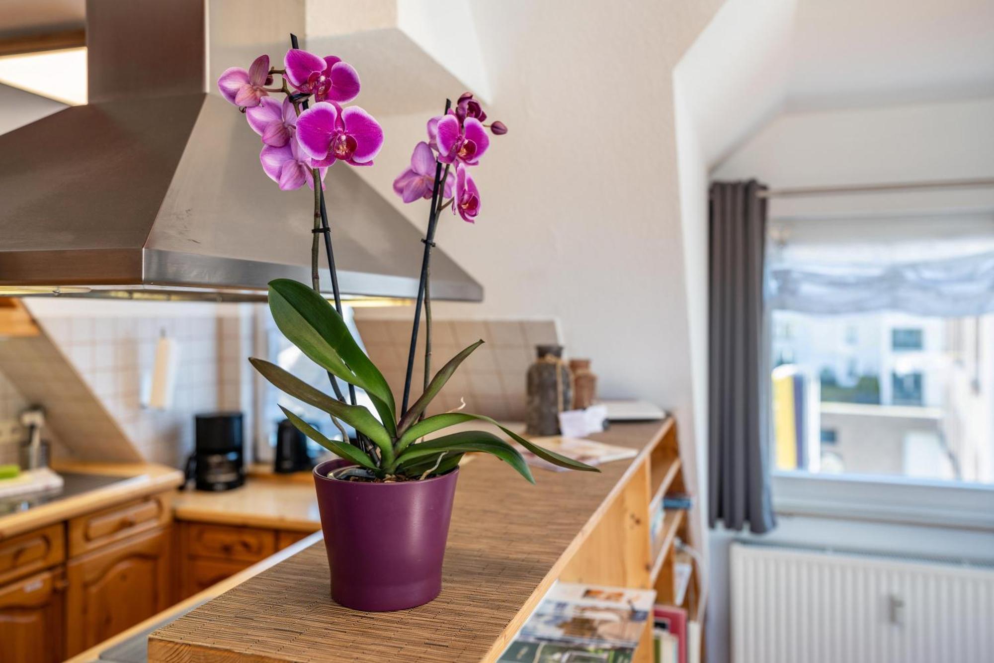 Schwarzwaldnest Appartement Bad Wildbad Buitenkant foto